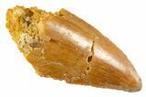 Bargain Raptor Tooth - Real Dinosaur Tooth #332657-1